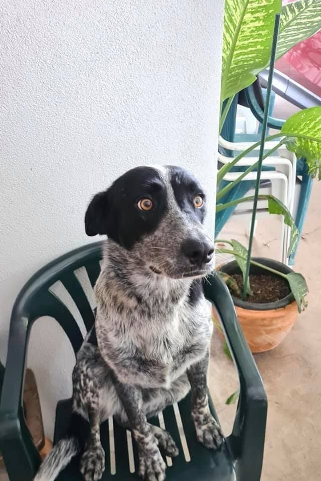 Lila Lila